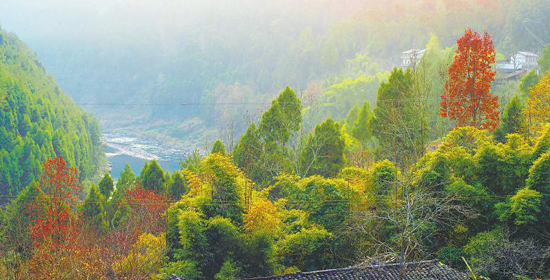 今年四川营造林突破1100万亩 超额完成省政府下达的任务