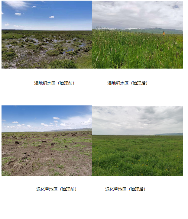 四川省草原科学研究院高寒退化湿地植被恢复初见成效