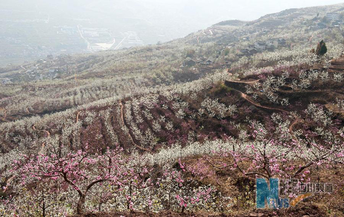 近日,有"花海果乡"之称的汉源县九襄镇万亩梨花和桃花