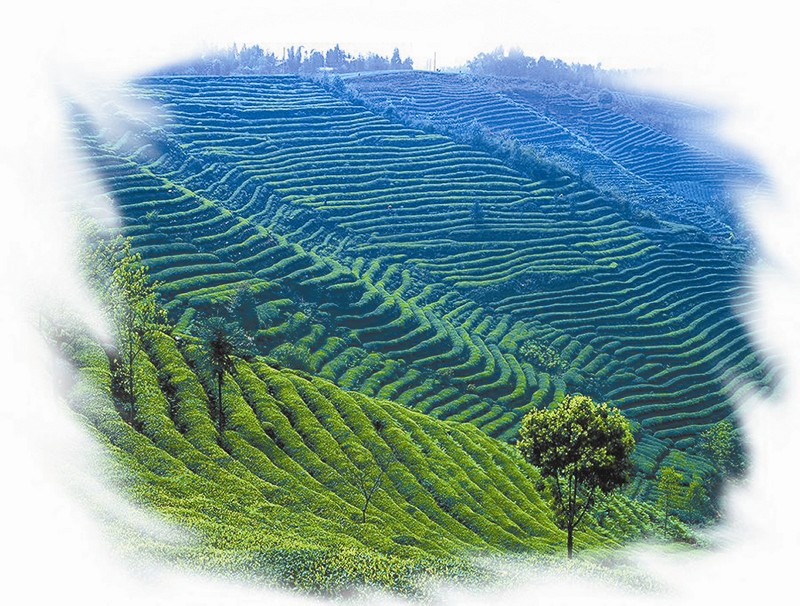 蒙顶山万亩观光茶园