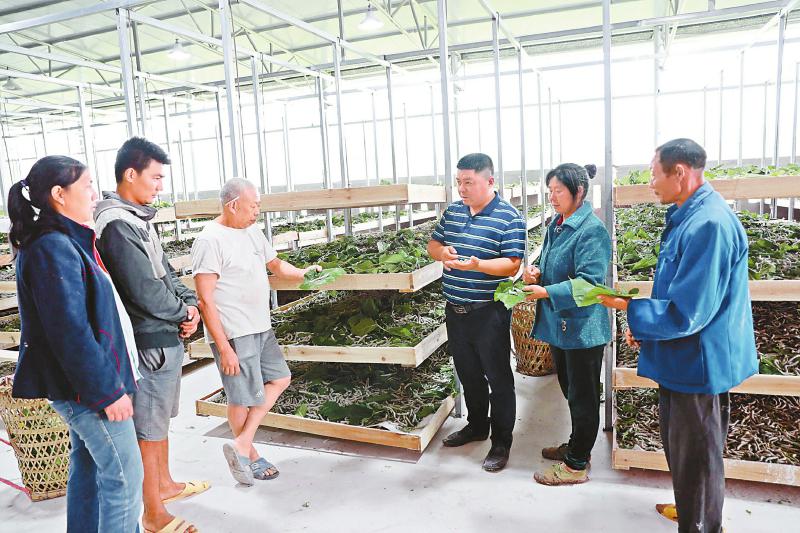 用新鲜的桑叶喂养蚕