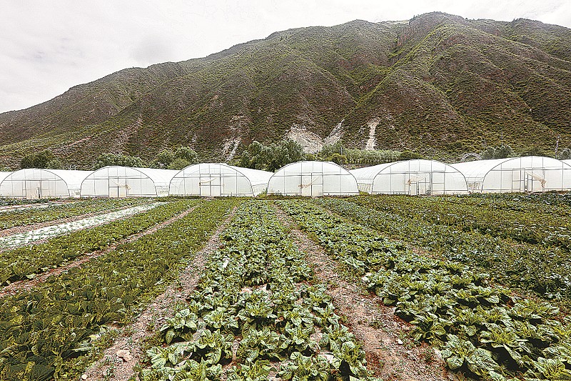 三亿体育成都绿福蔬菜：规模化蔬菜种植的佼佼者（图）