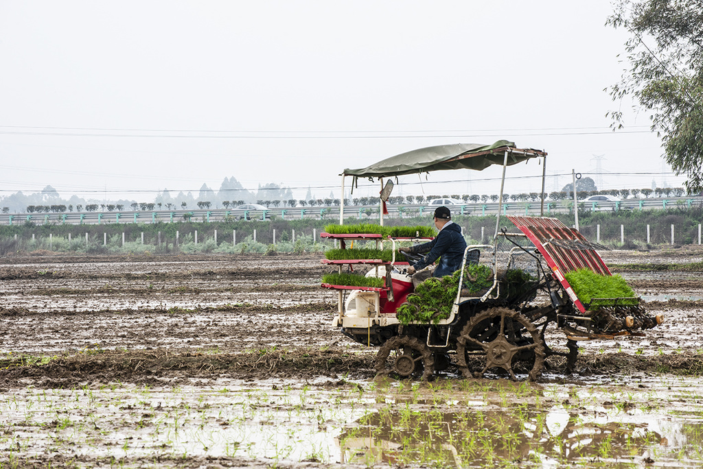 "退树还稻"机械耕种——四川确保"良田粮用"