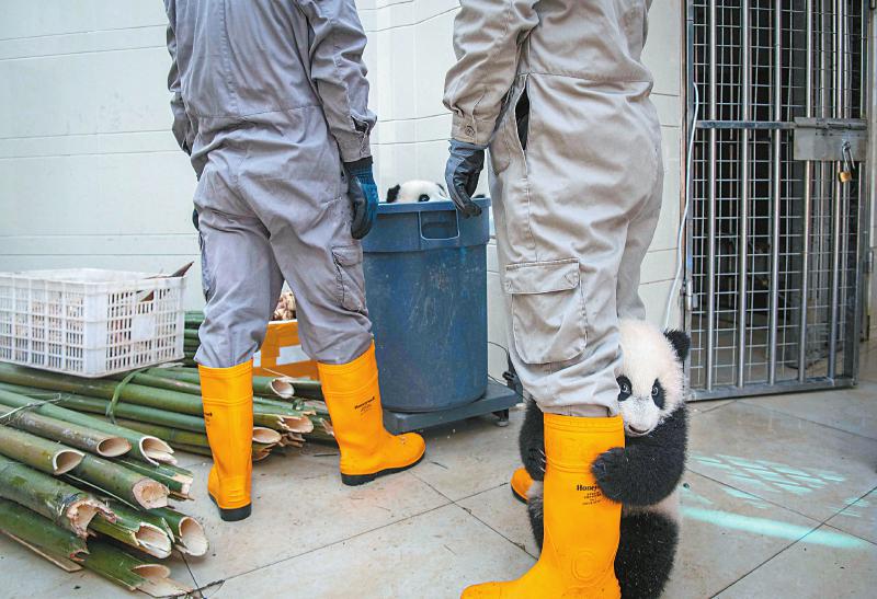 从碎片化栖息地到国家公园 四川探索保护大熊猫新范式「相关图片」