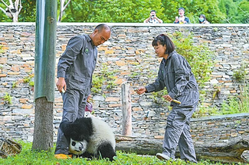 从碎片化栖息地到国家公园 四川探索保护大熊猫新范式「相关图片」