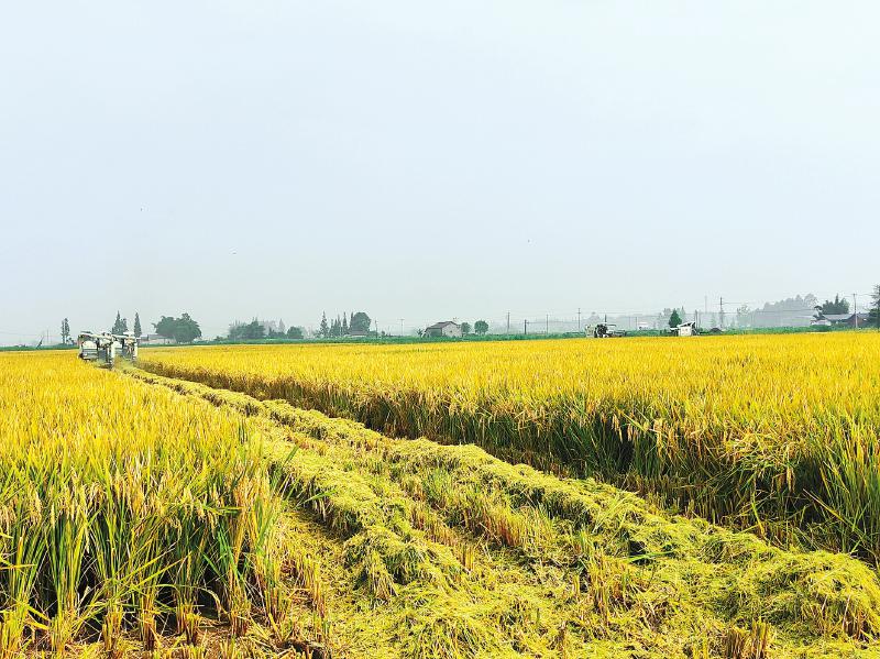 全省首次百畝水稻規模連片實產驗收在邛崍市舉行 打開“天府糧倉” 走進平均畝產逾700公斤的高產田「相關圖片」