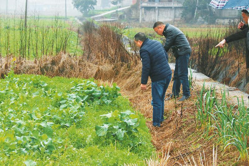 在田间种紫云英等绿肥植物，等于在田里建起小型肥料“加工厂”