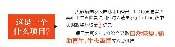 大熊猫国家公园内 废弃矿山正一点点复绿「相关图片」