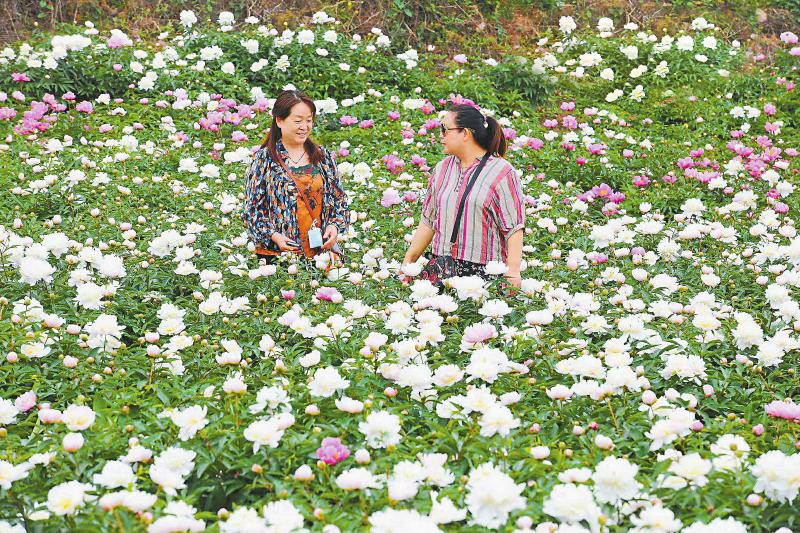 中江芍药鲜切花年销量700万枝首次出口欧洲——br这朵芍药花如何“吸睛”更“吸金”？