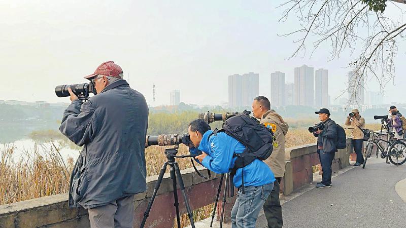 第八轮成都平原越冬水鸟调查启动