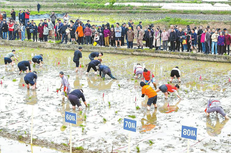 四川最早播种水稻地区拉开水稻移栽大幕