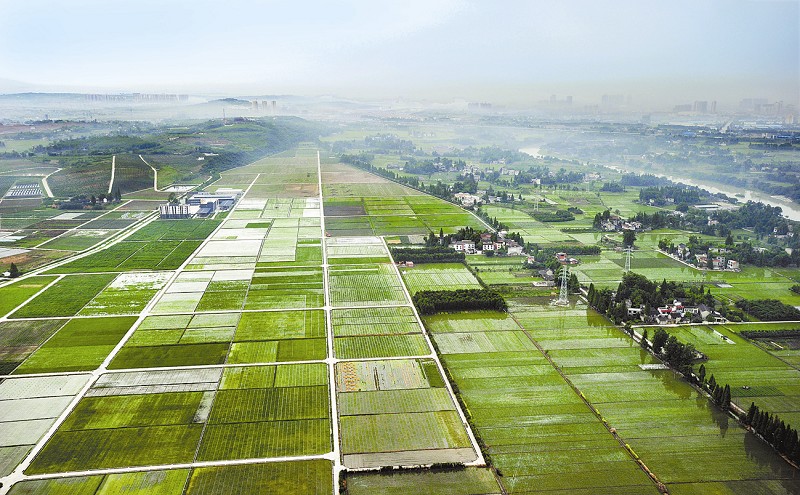 温江区和盛镇青春园林红枫基地是中国西部最大红枫品种资源库及标准化