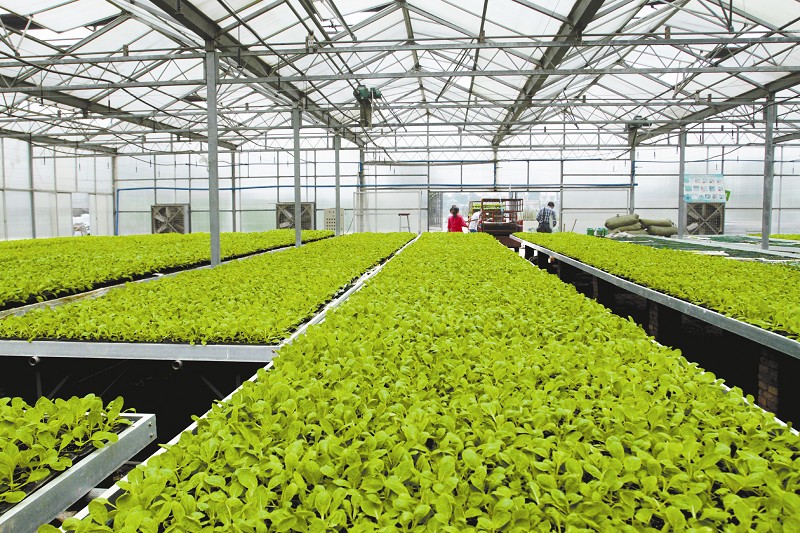 位于广汉市兴隆镇的蔬菜基地,实行工厂化育苗.