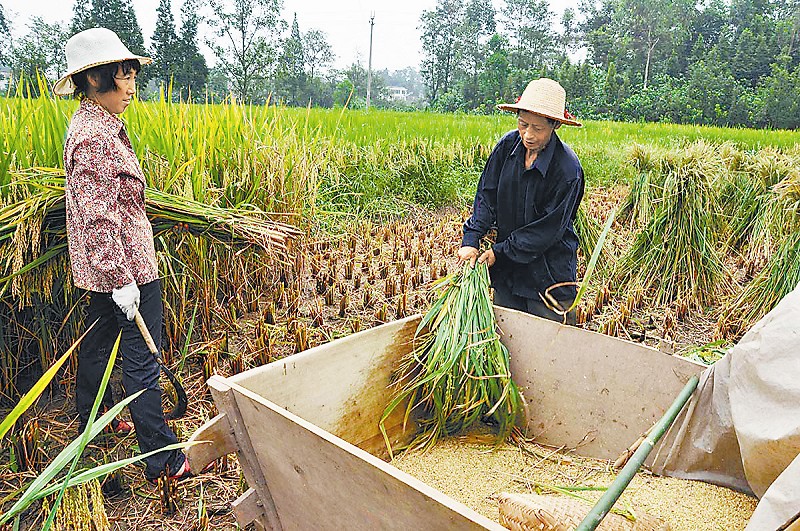 使用传统的拌桶打谷子